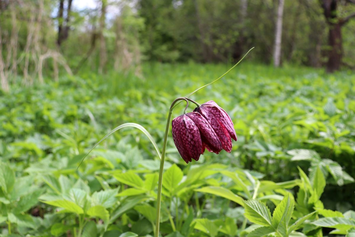 Изображение особи Fritillaria meleagris.