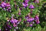 Vicia japonica