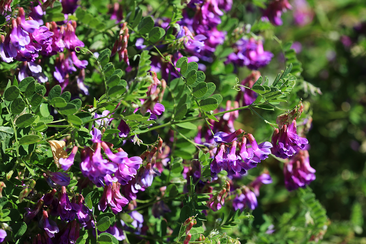 Изображение особи Vicia japonica.