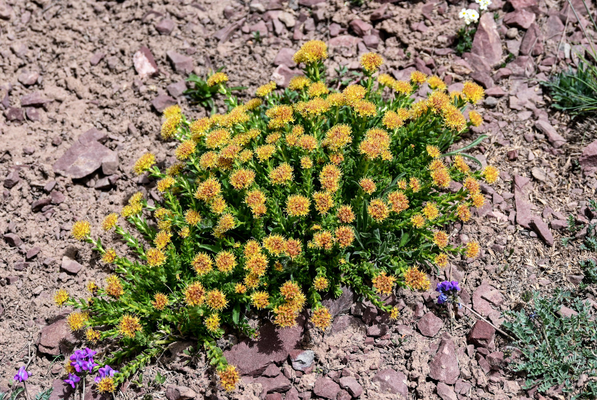 Image of Rhodiola heterodonta specimen.