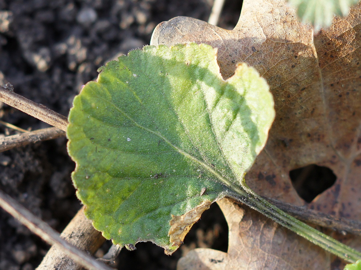 Image of genus Viola specimen.