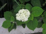 Hydrangea arborescens