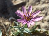 Tragopogon marginifolius. Соцветие. Казахстан, Мангистауская обл., Тупкараганский р-н, плато Тюб-Караган, песчано-глинистая пустыня. 08.06.2022.