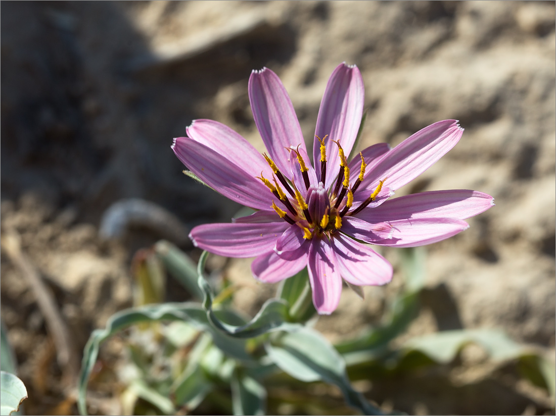 Изображение особи Tragopogon marginifolius.