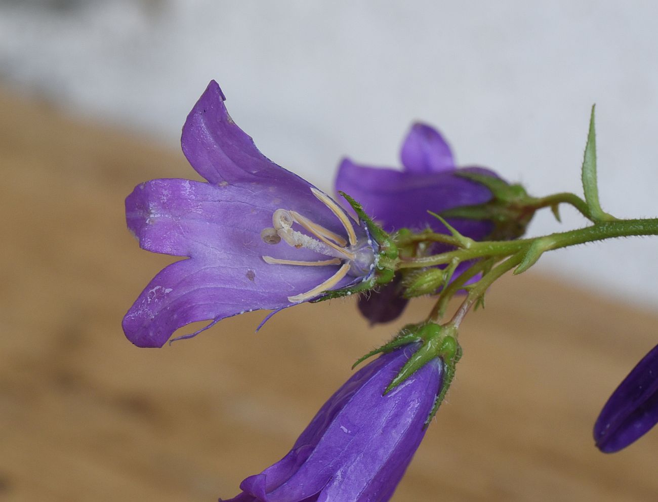 Image of Campanula hohenackeri var. darialica specimen.