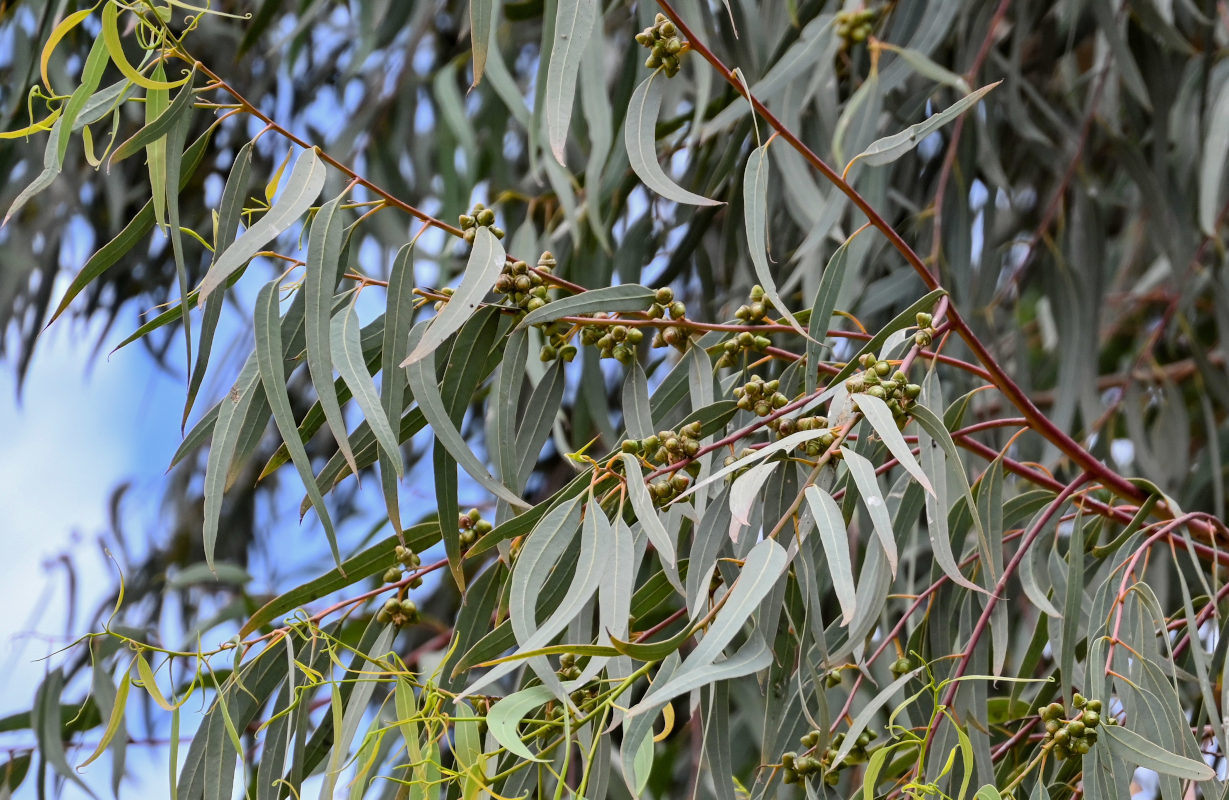 Image of genus Eucalyptus specimen.