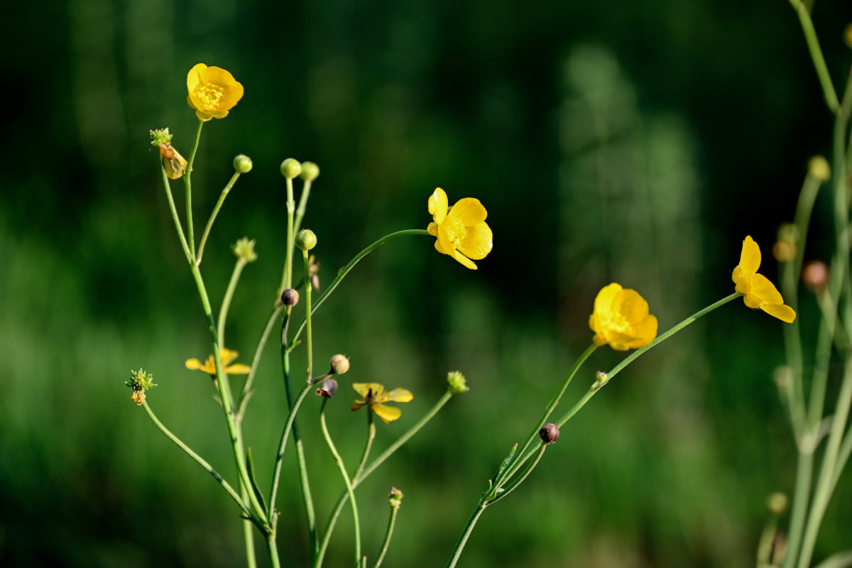 Изображение особи Ranunculus brevirostris.