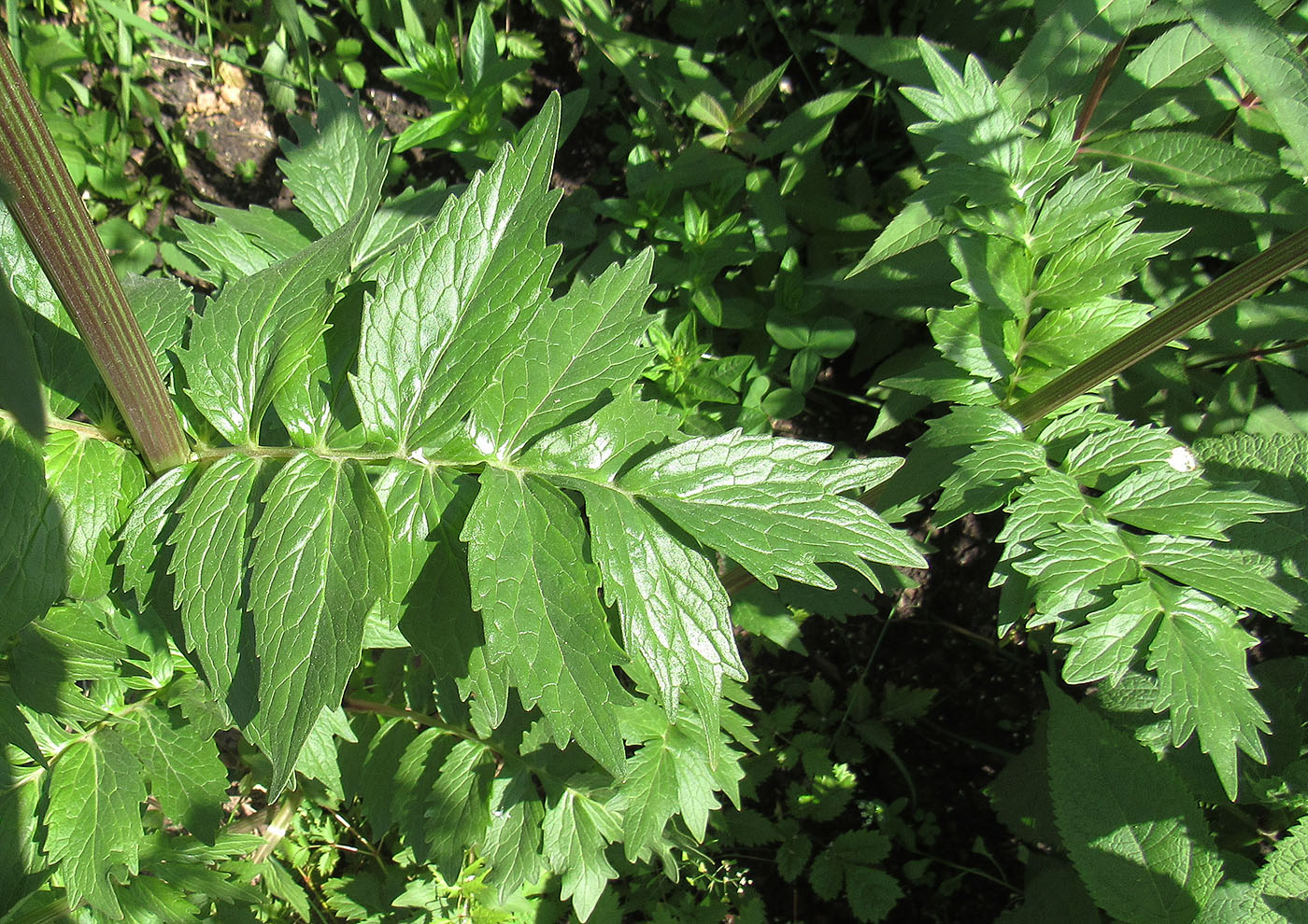 Изображение особи Valeriana officinalis.