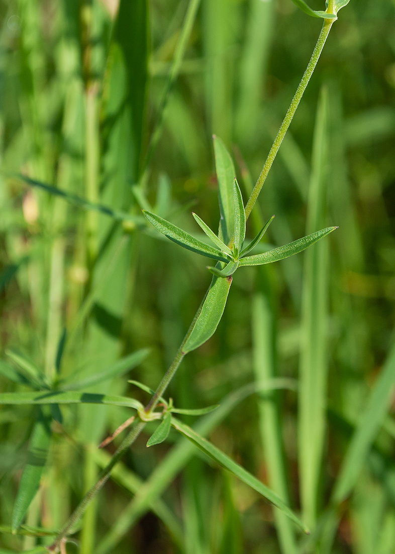 Image of Silene amoena specimen.