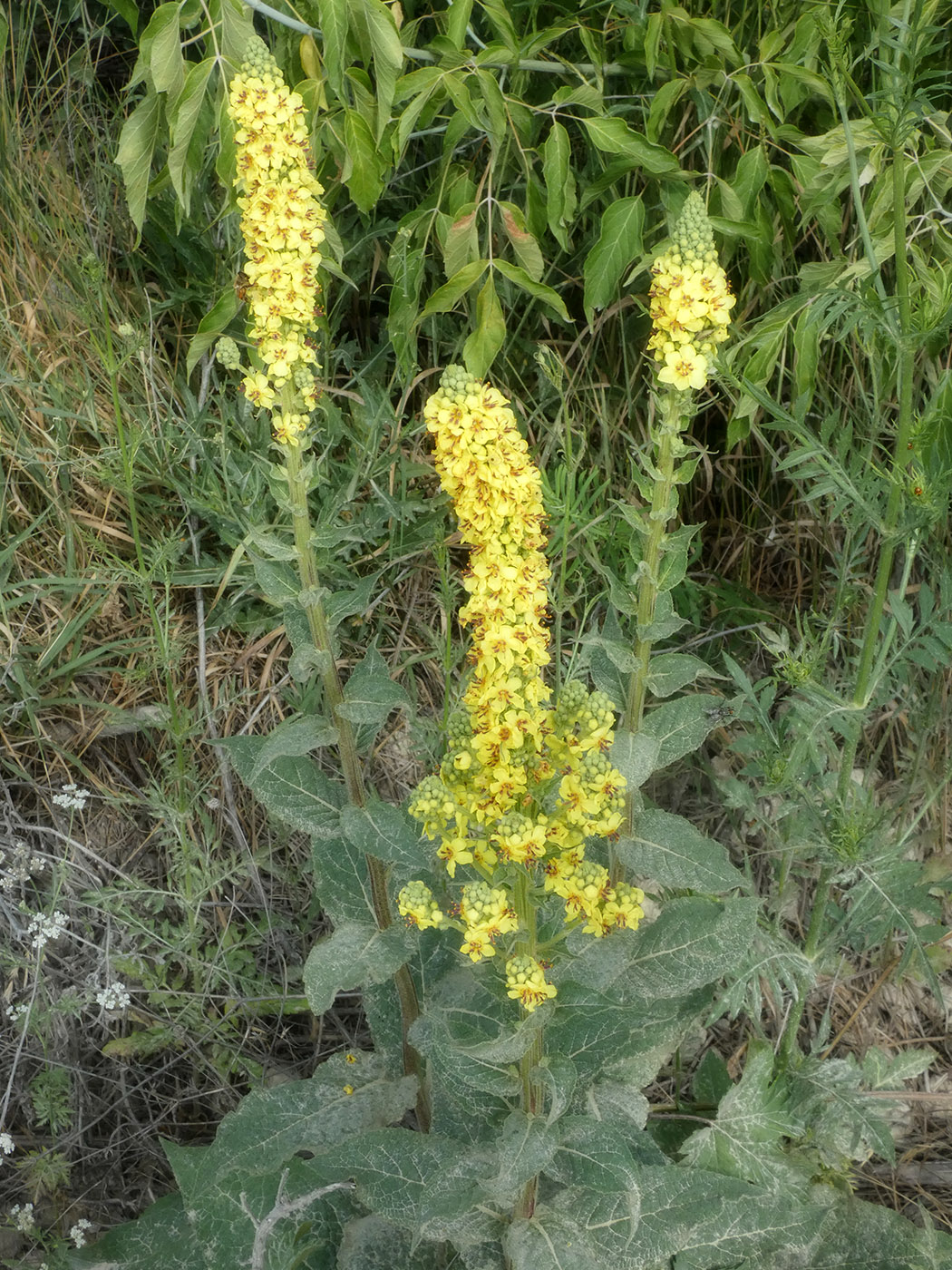 Image of Verbascum phlomoides specimen.