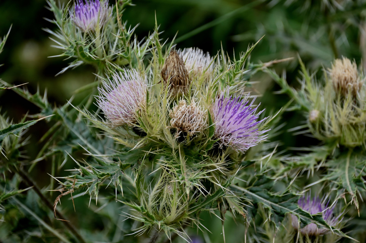 Изображение особи Cirsium obvallatum.