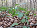 Rubus caucasicus. Вегетирующее растение. Краснодарский край, м/о г. Новороссийск, гора Херсонка, буковый лес на склоне. 13.11.2023.