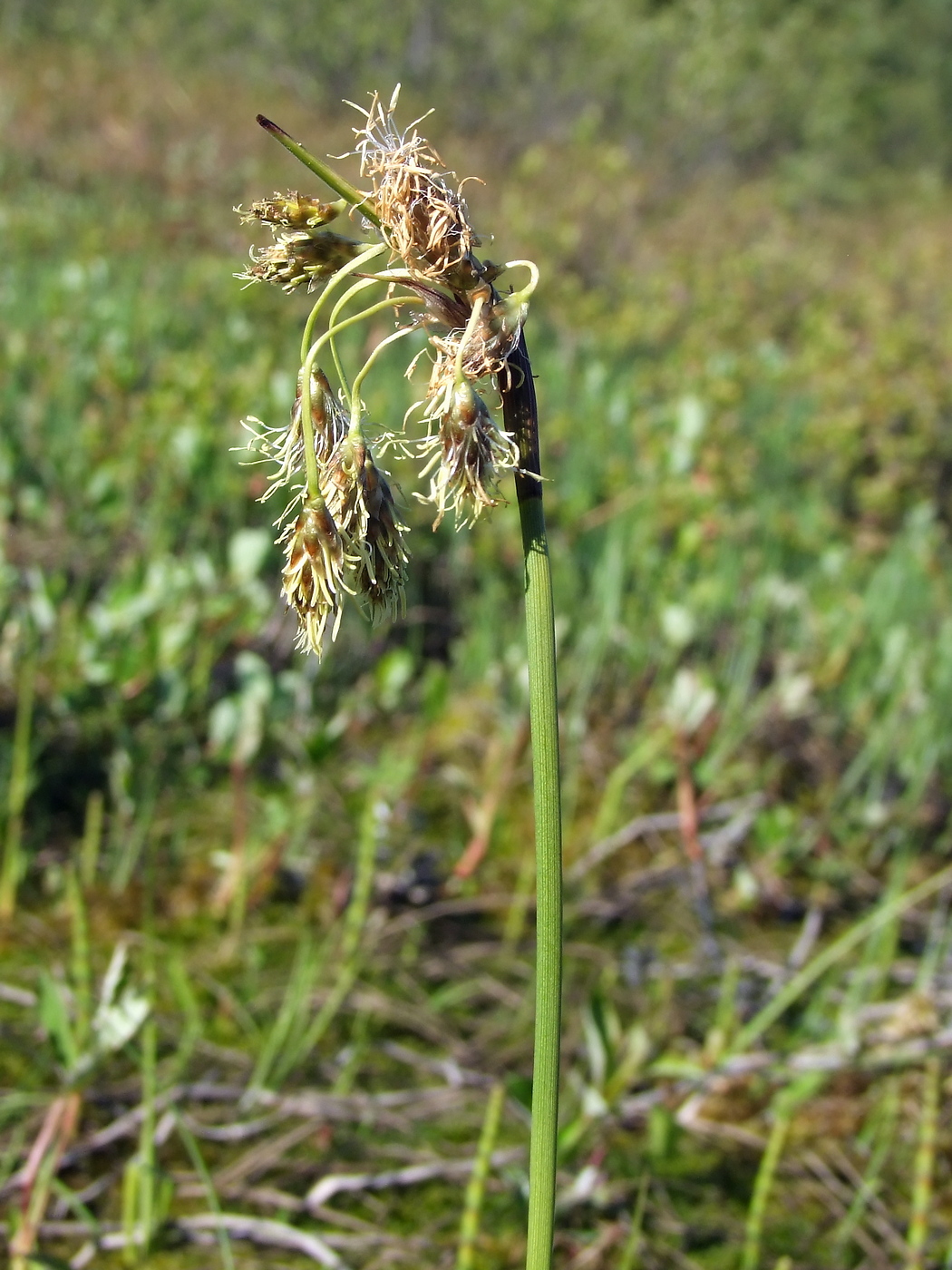 Image of Eriophorum angustifolium specimen.