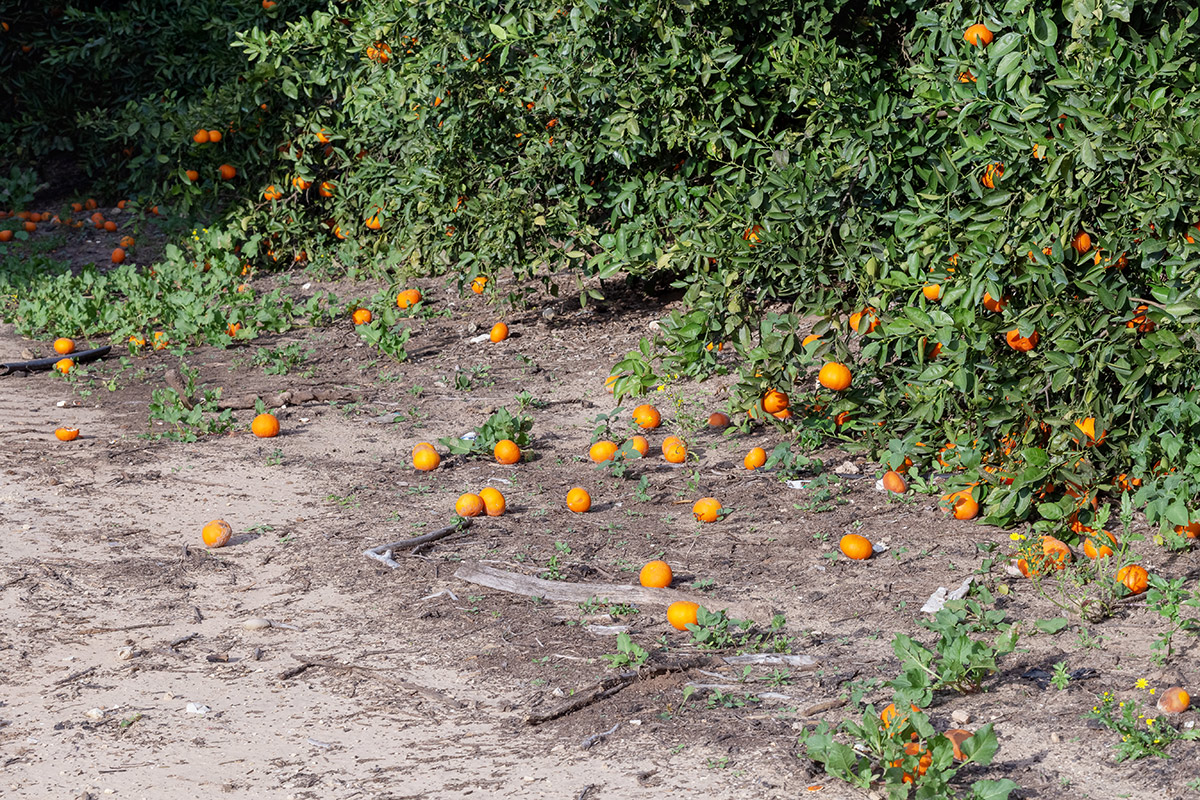 Изображение особи Citrus reticulata.