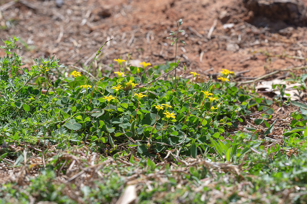 Изображение особи Oxalis corniculata.