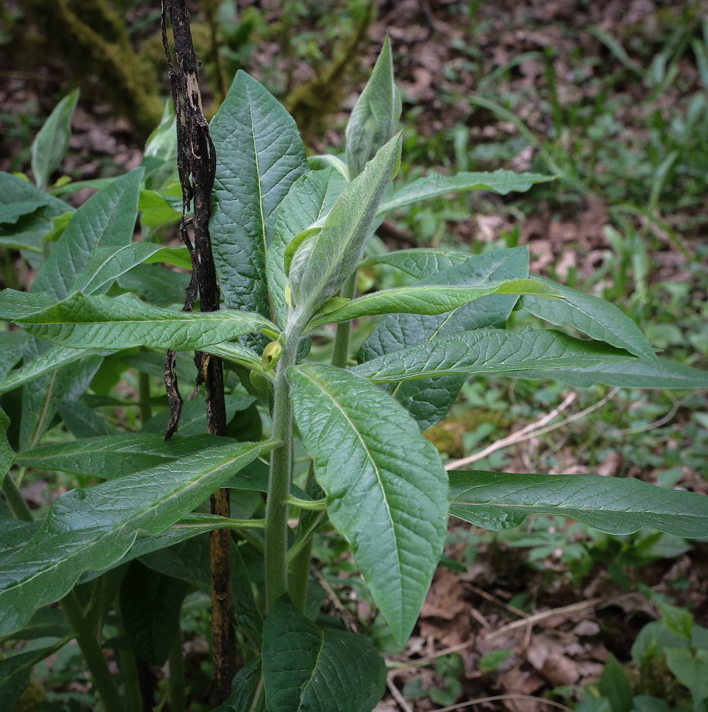 Изображение особи Euphorbia oblongifolia.