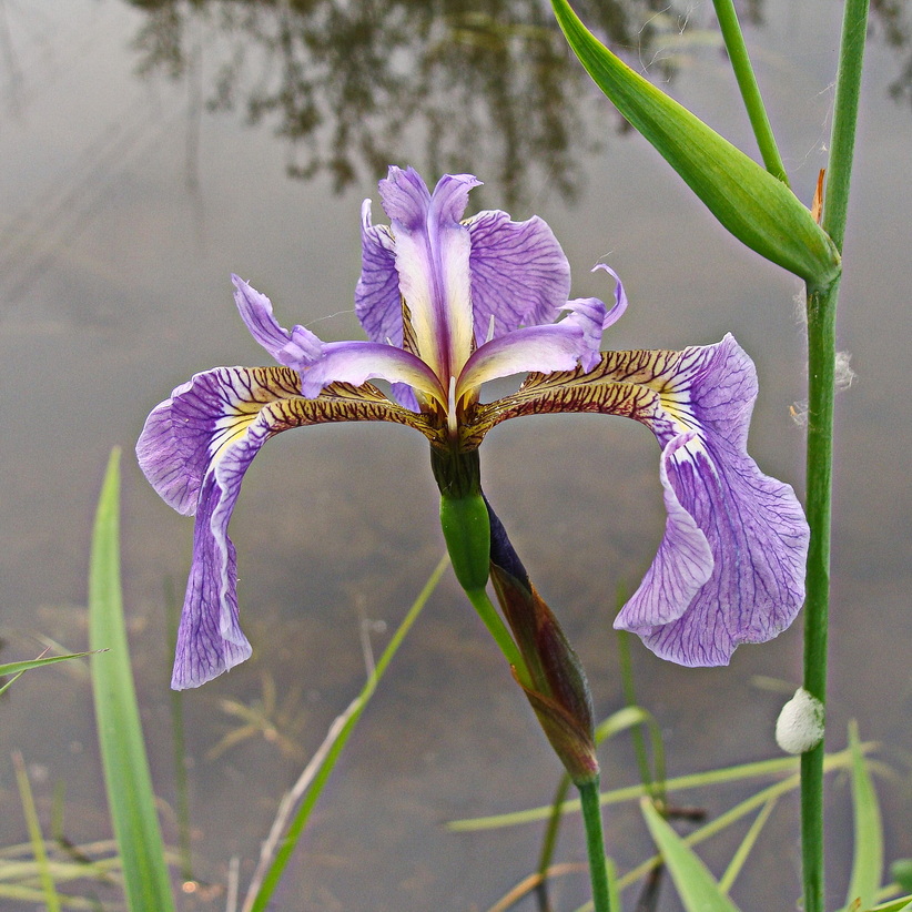 Изображение особи Iris setosa.