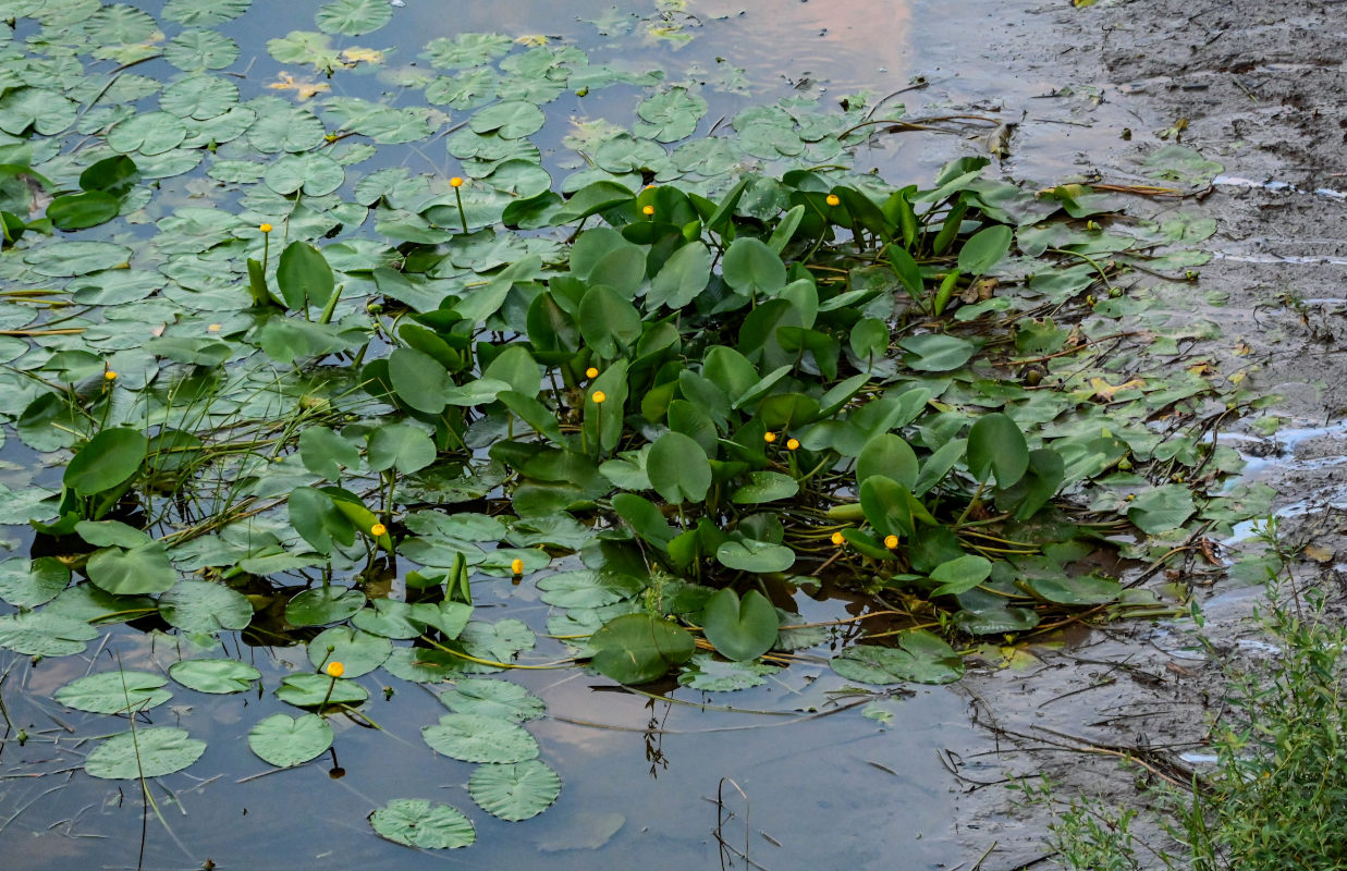 Image of Nuphar lutea specimen.