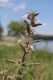 Teucrium scordioides. Верхушка веточки с цветками. Крым, Симферополь, западный берег Симферопольского вдхр. 01.08.2024.