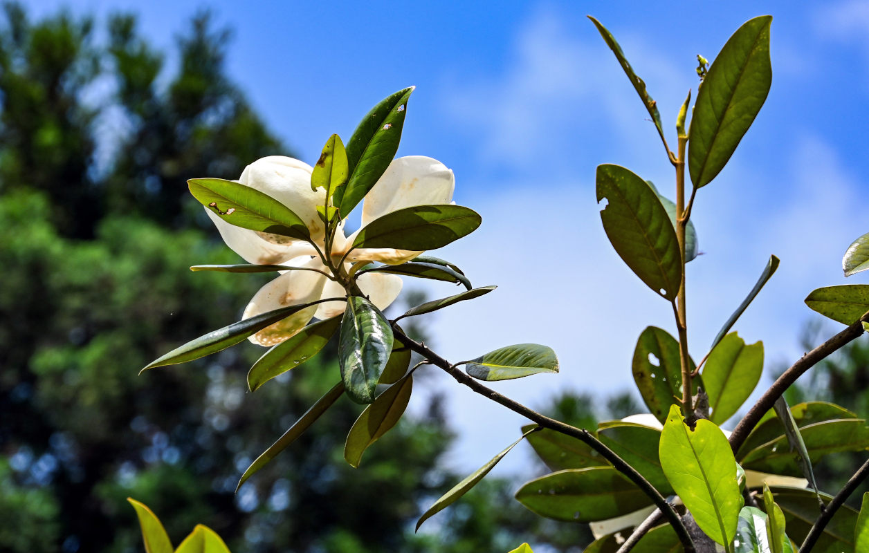 Изображение особи род Magnolia.