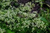 genus Galium