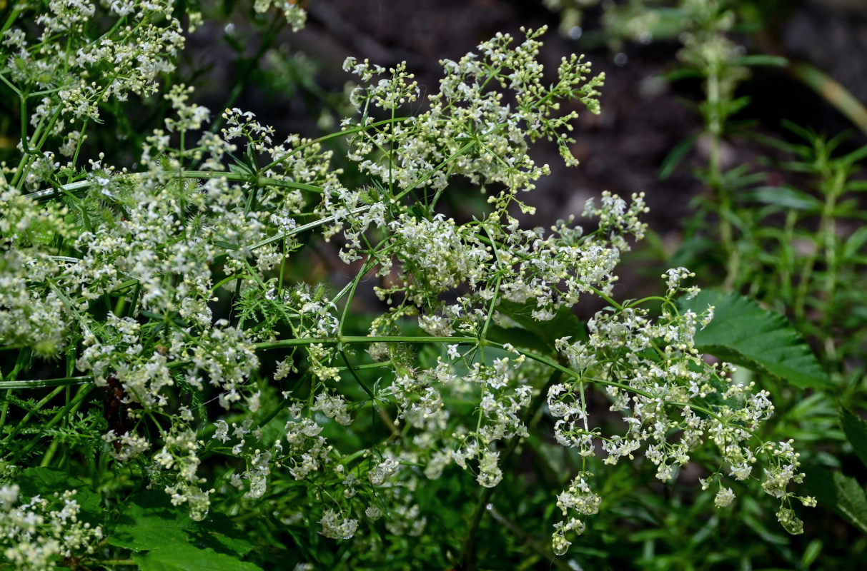 Изображение особи род Galium.