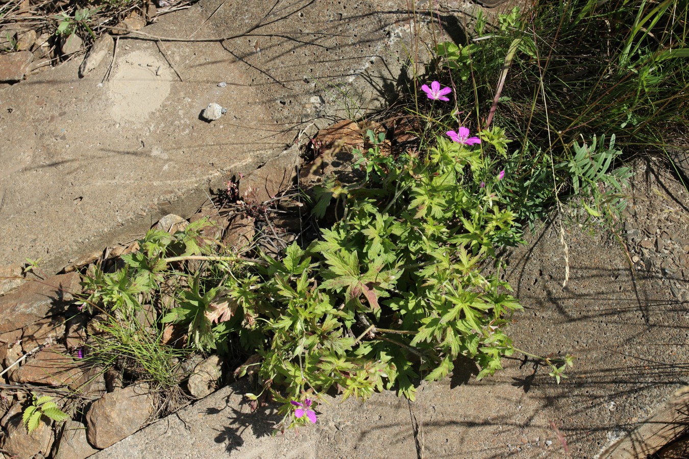 Image of Geranium palustre specimen.