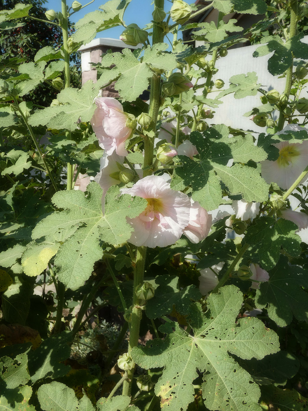 Image of Alcea rosea specimen.