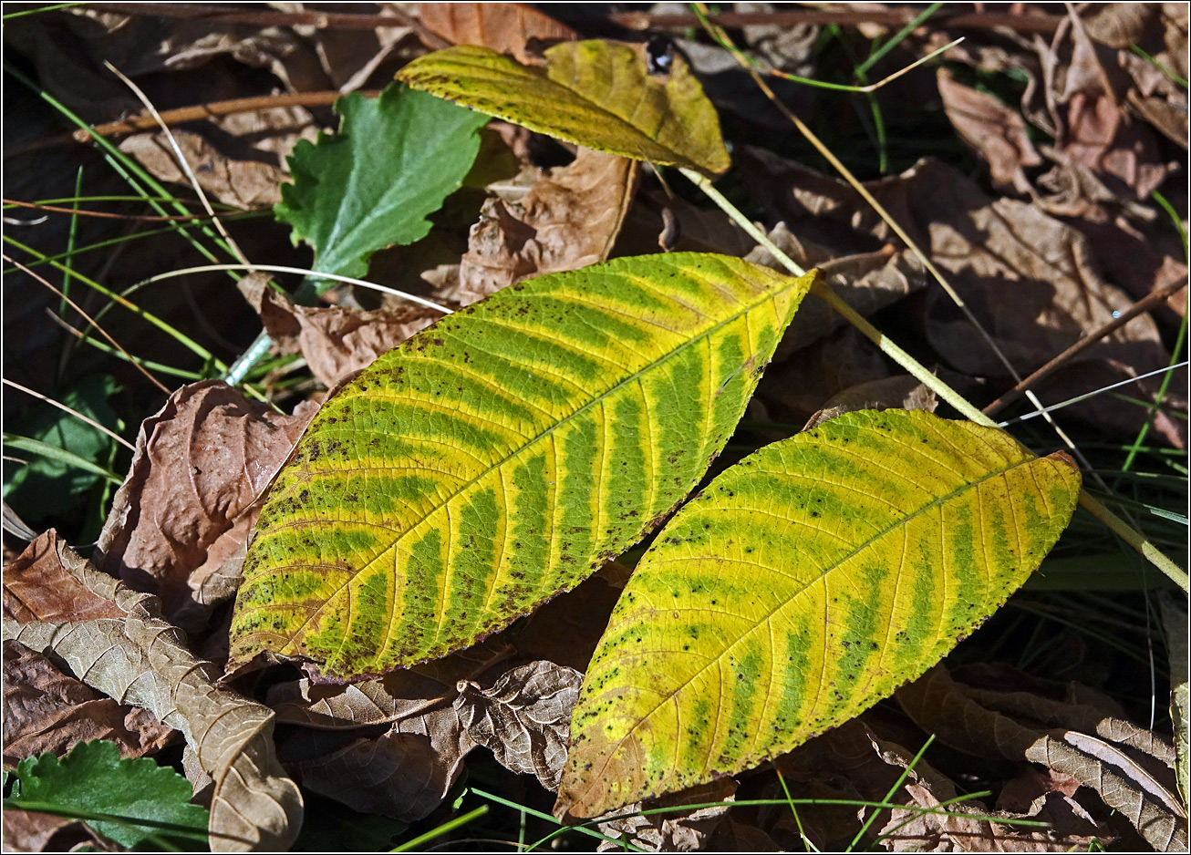 Image of Juglans mandshurica specimen.