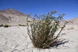 Artemisia pamirica