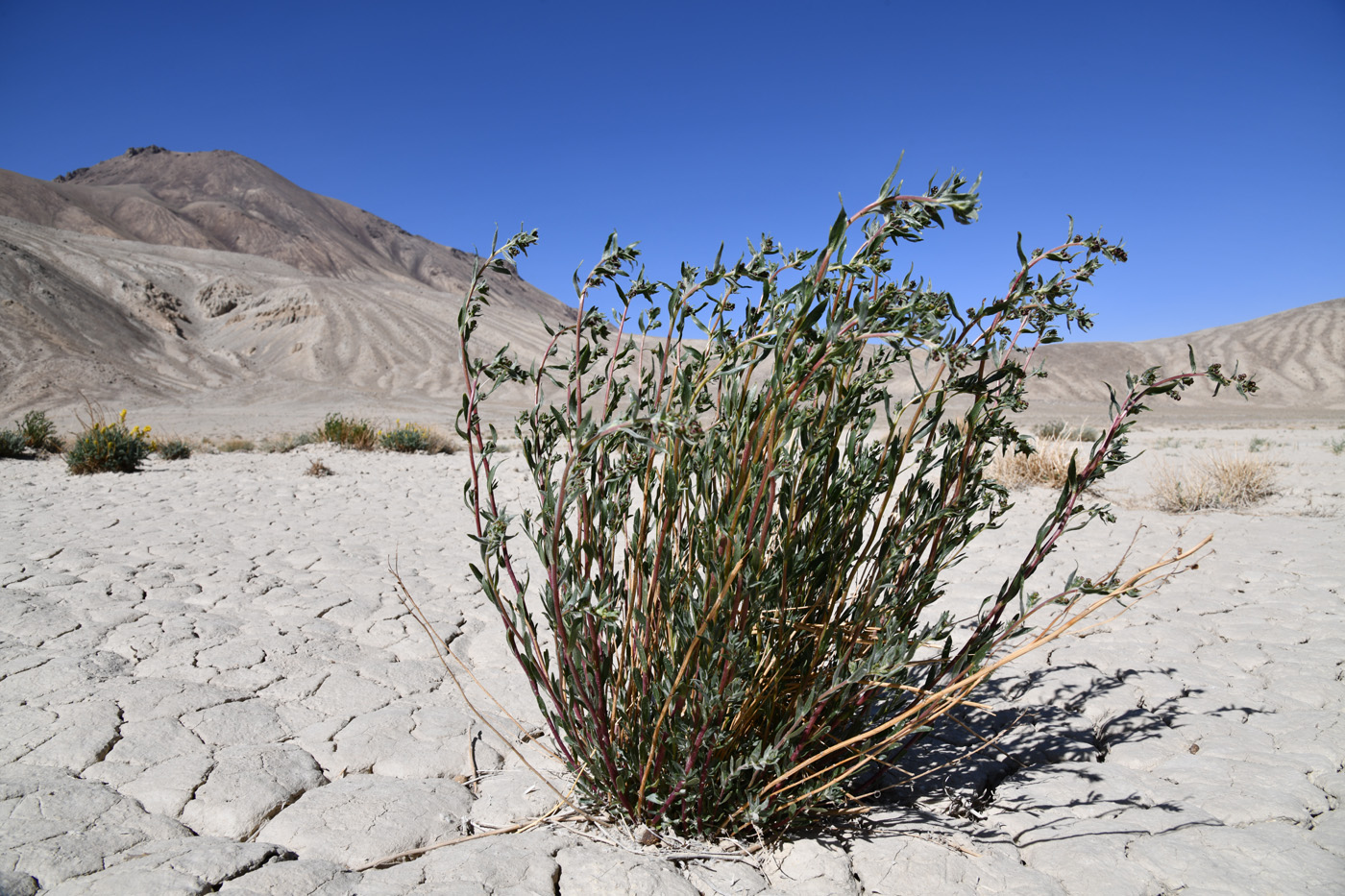 Изображение особи Artemisia pamirica.