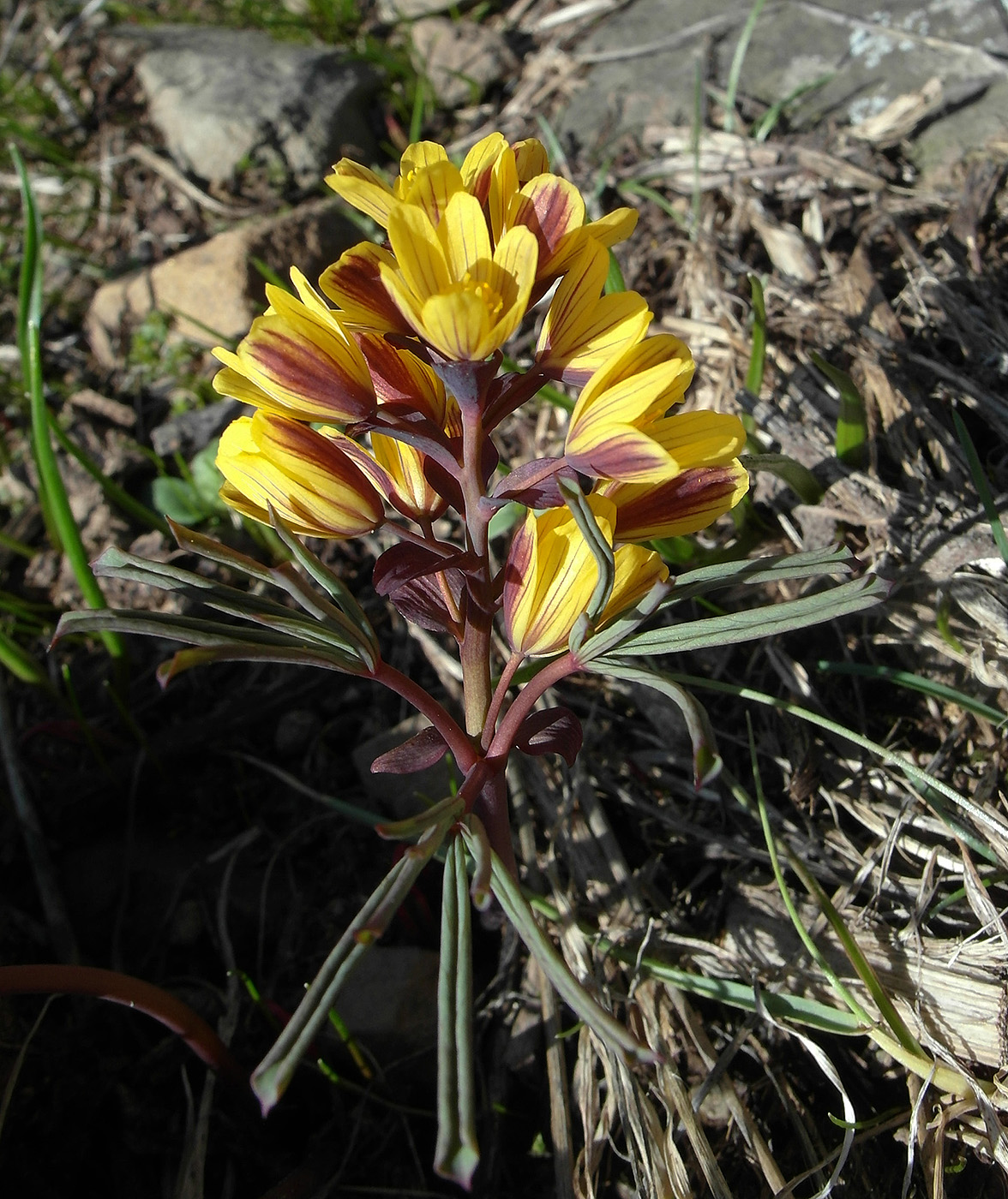 Image of Gymnospermium alberti specimen.