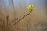 genus Linaria