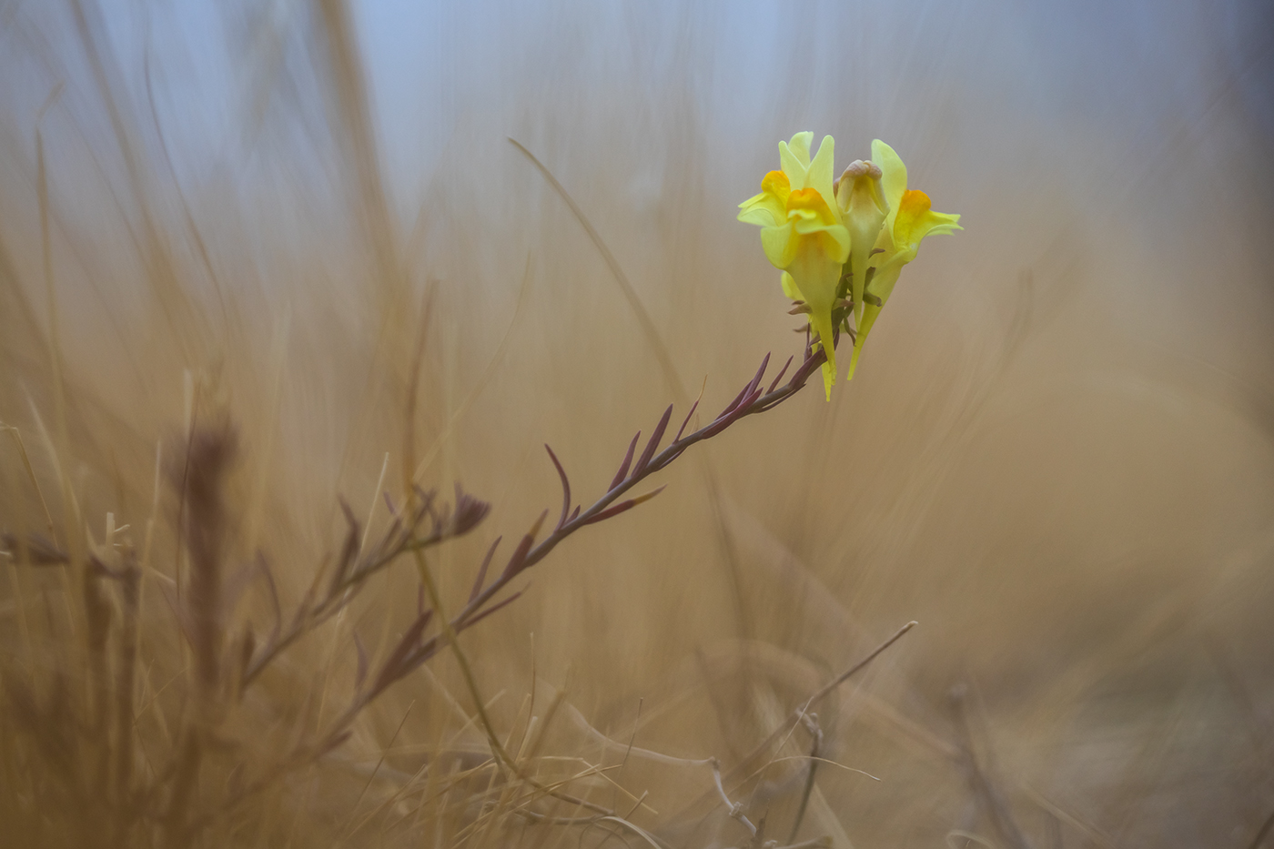 Изображение особи род Linaria.