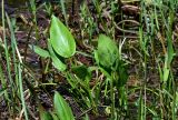 Alisma plantago-aquatica