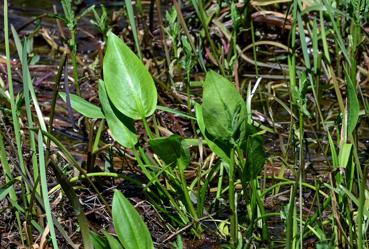 Image of Alisma plantago-aquatica specimen.