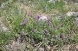 Vicia alpestris