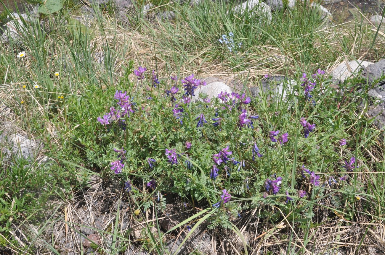 Image of Vicia alpestris specimen.