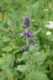 Stachys germanica. Верхушка цветущего растения. Чечня, Шаройский р-н, с. Хакмадой, выс. 1580 м н.у.м., луг. 30 июня 2024 г.