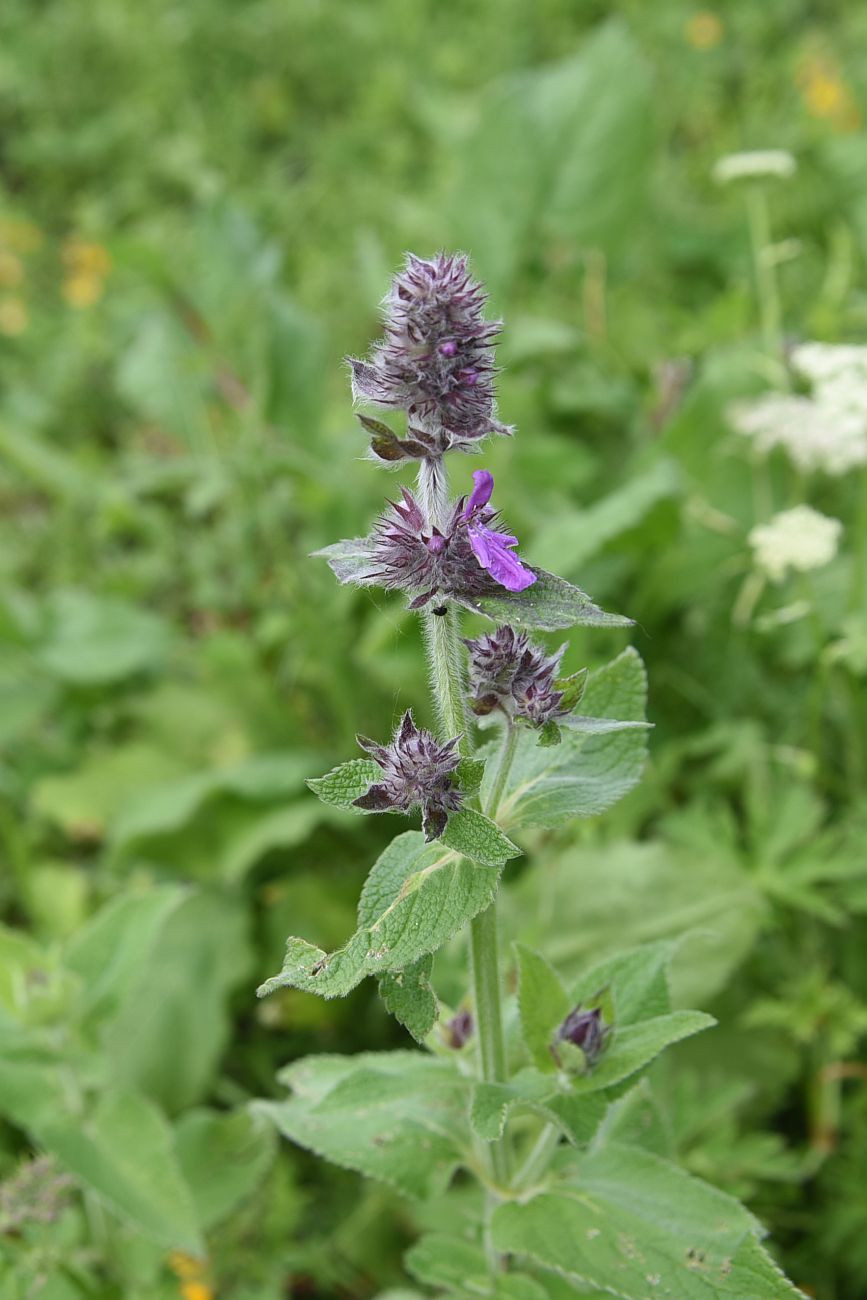 Image of genus Stachys specimen.