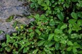 genus Potentilla. Верхушка цветущего и плодоносящего растения (среди побегов Cephalophilon nepalense). Китай, пров. Гуанси, рисовые террасы Лунцзи, край террасы, каменистый участок глинистого склона. 30.05.2024.