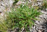 Astragalus lithophilus