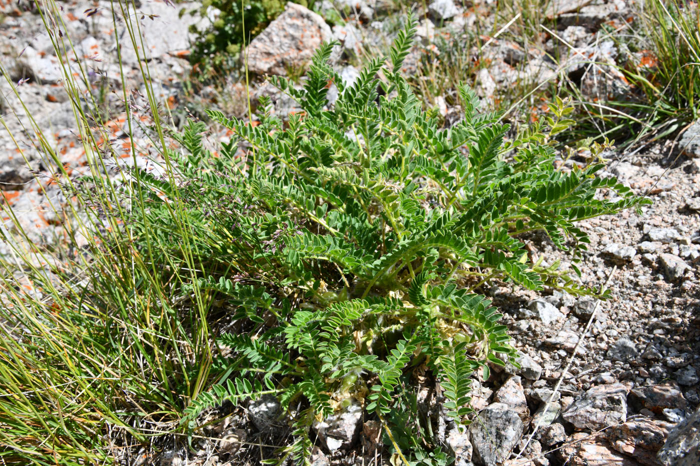 Image of Astragalus lithophilus specimen.