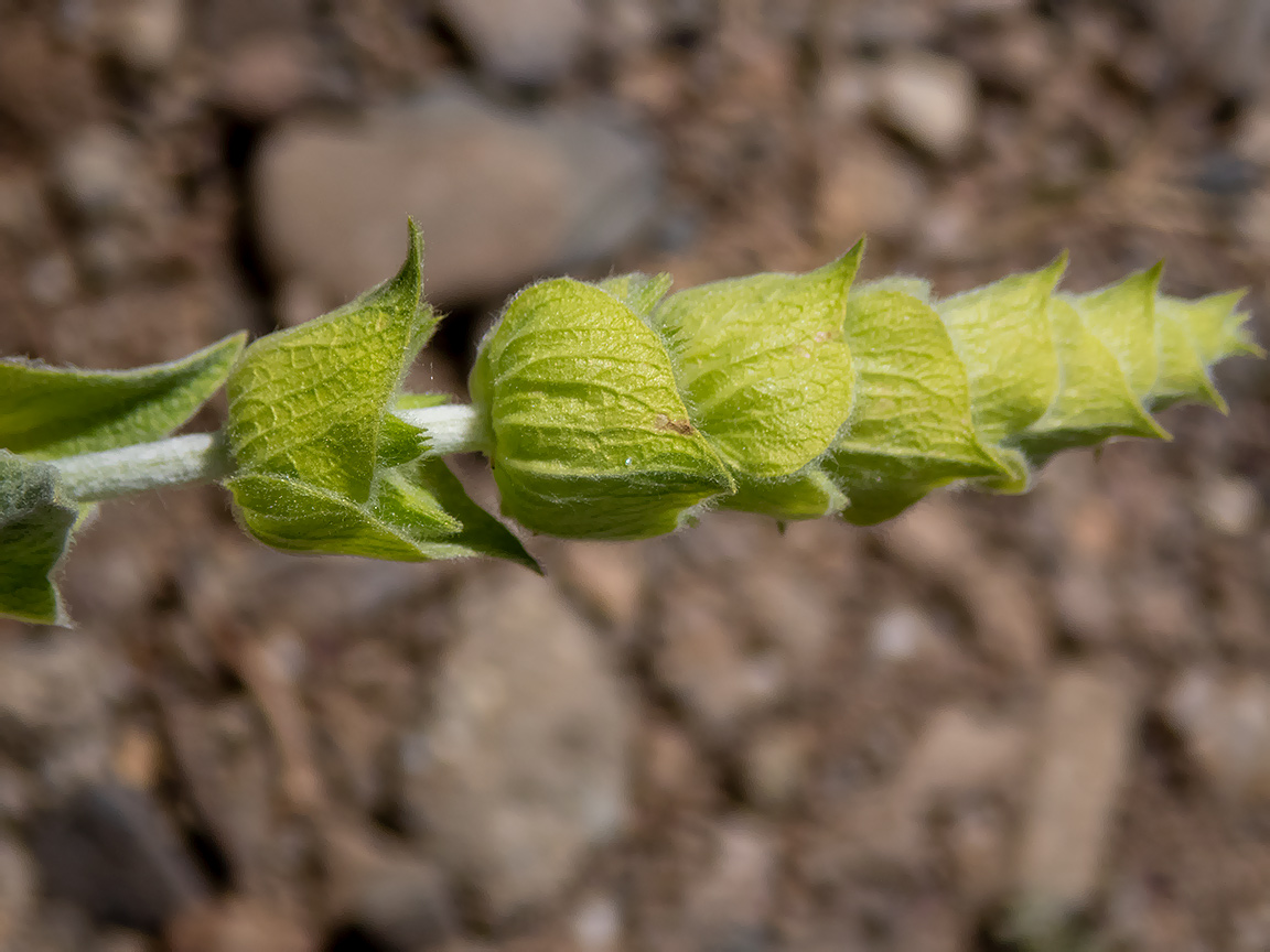 Image of Sideritis catillaris specimen.