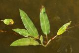 Persicaria amphibia