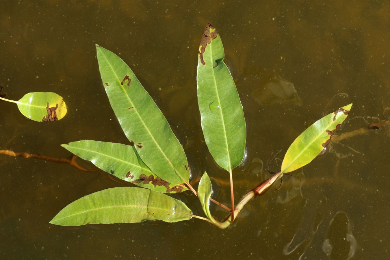 Изображение особи Persicaria amphibia.