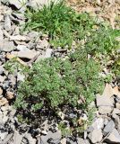 Thalictrum isopyroides