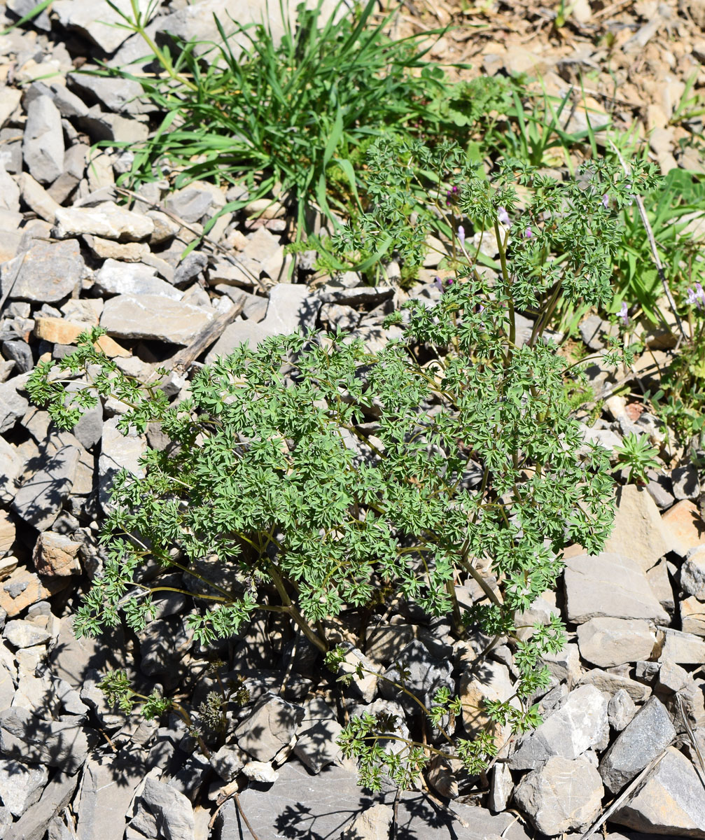 Image of Thalictrum isopyroides specimen.