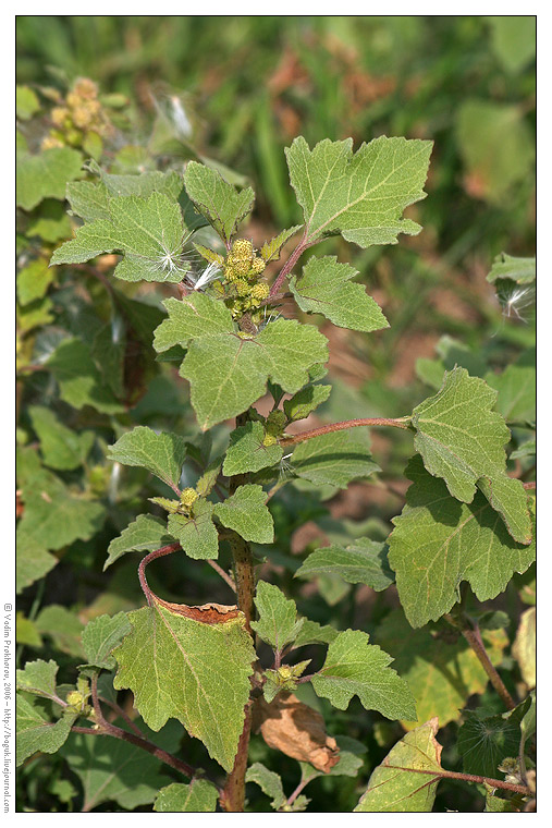 Изображение особи Xanthium orientale.