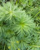 View full-size image Anemonastrum fasciculatum